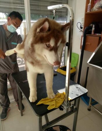 Dr. Paws Pet Grooming Services