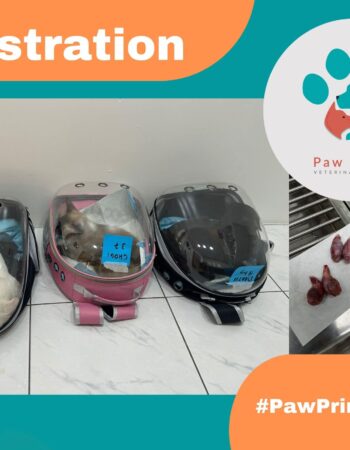 Paw Prints Veterinary Clinic – Angeles City